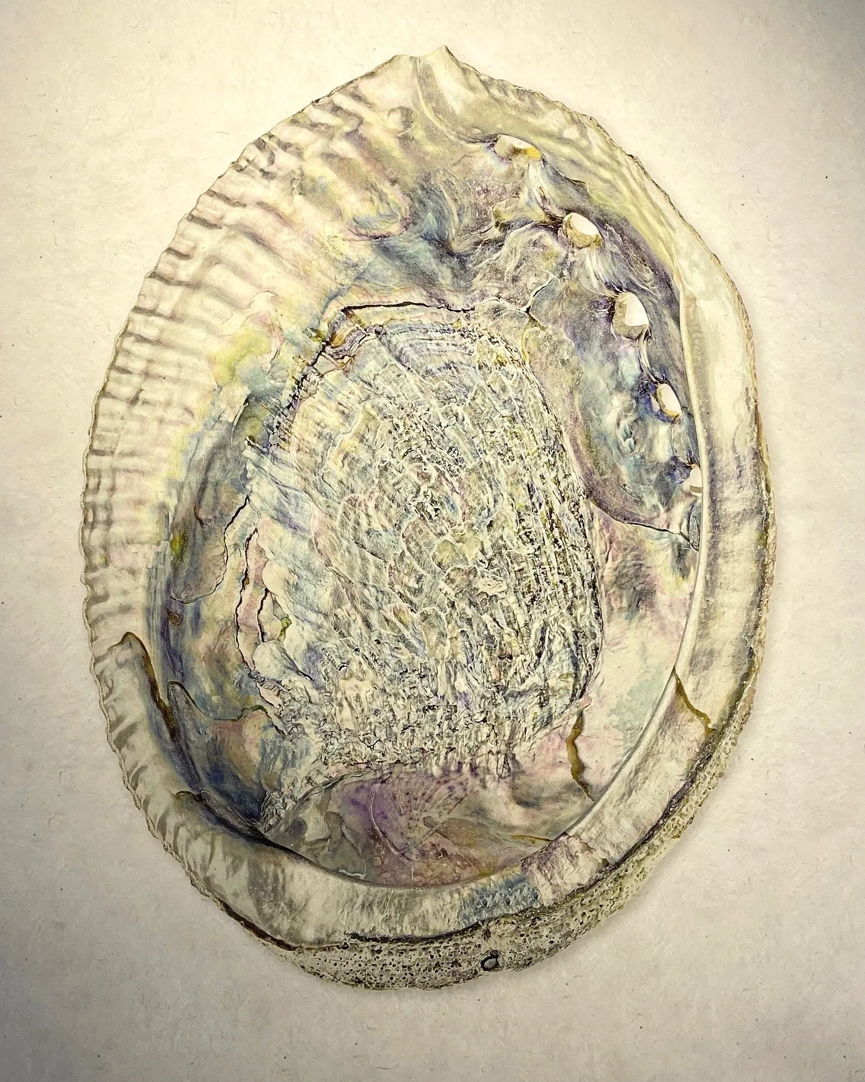 Grand Format Abalone Print