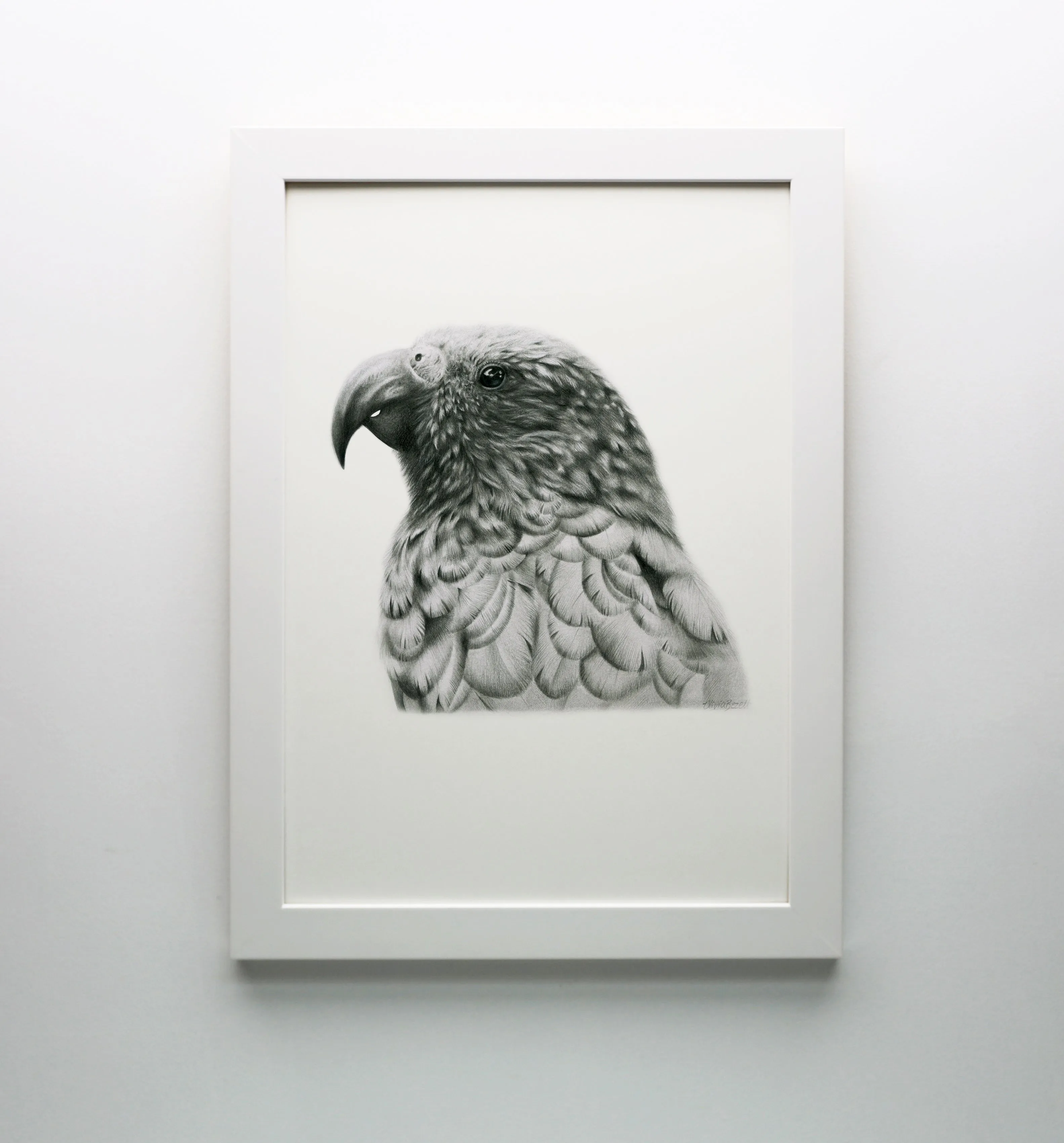 Graphite Kākā Print