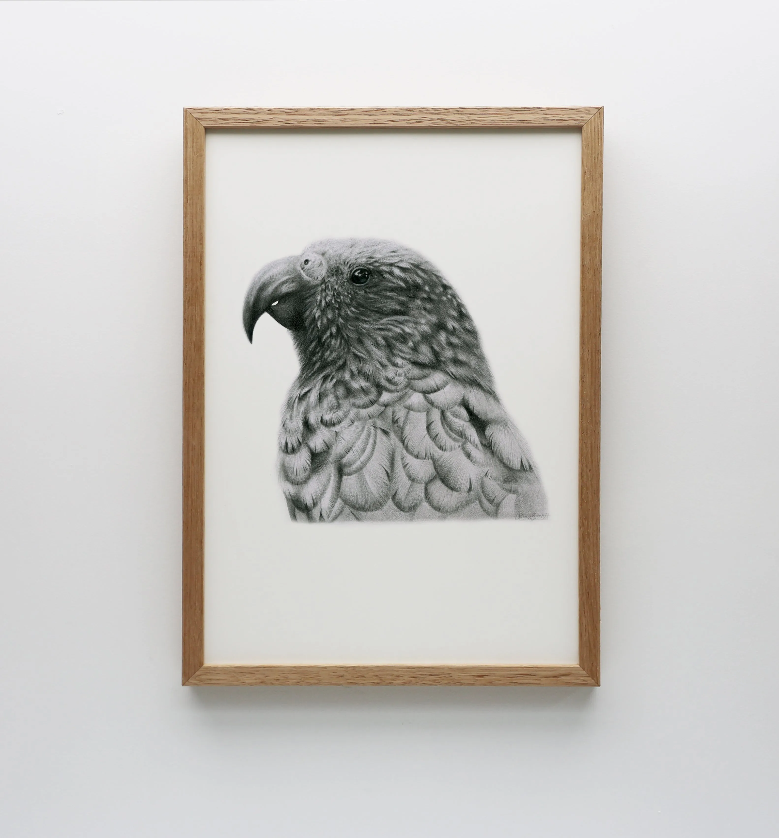 Graphite Kākā Print